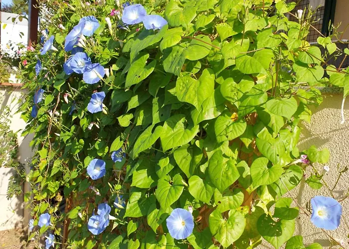 아파트 Bay View 코페르